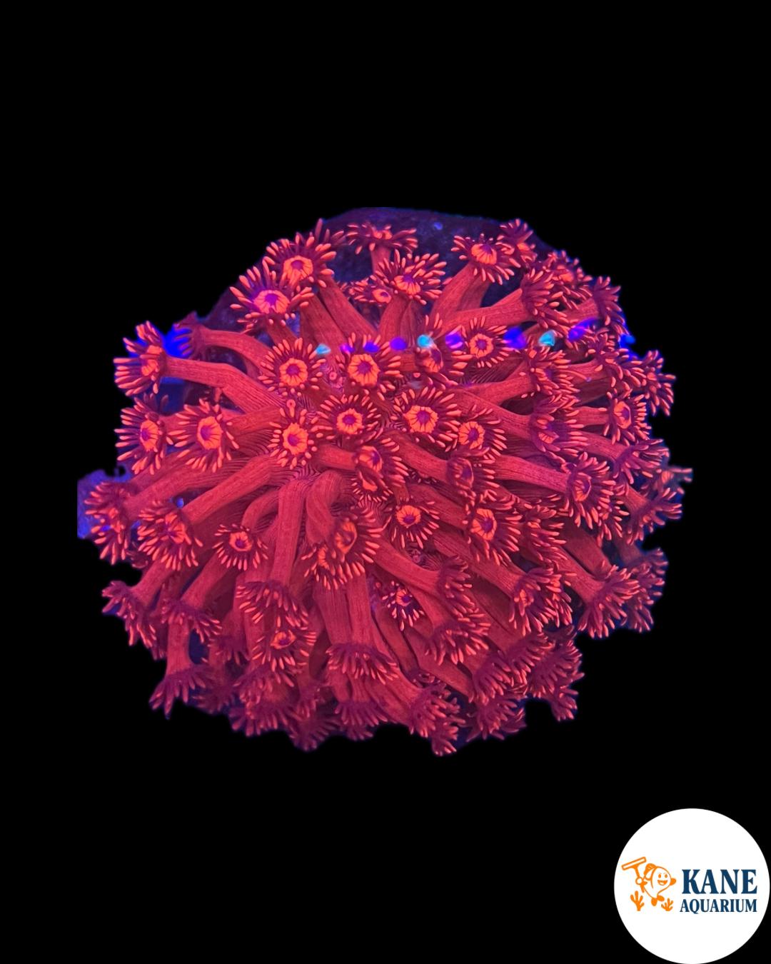 D14 - Red Gonipora Colony