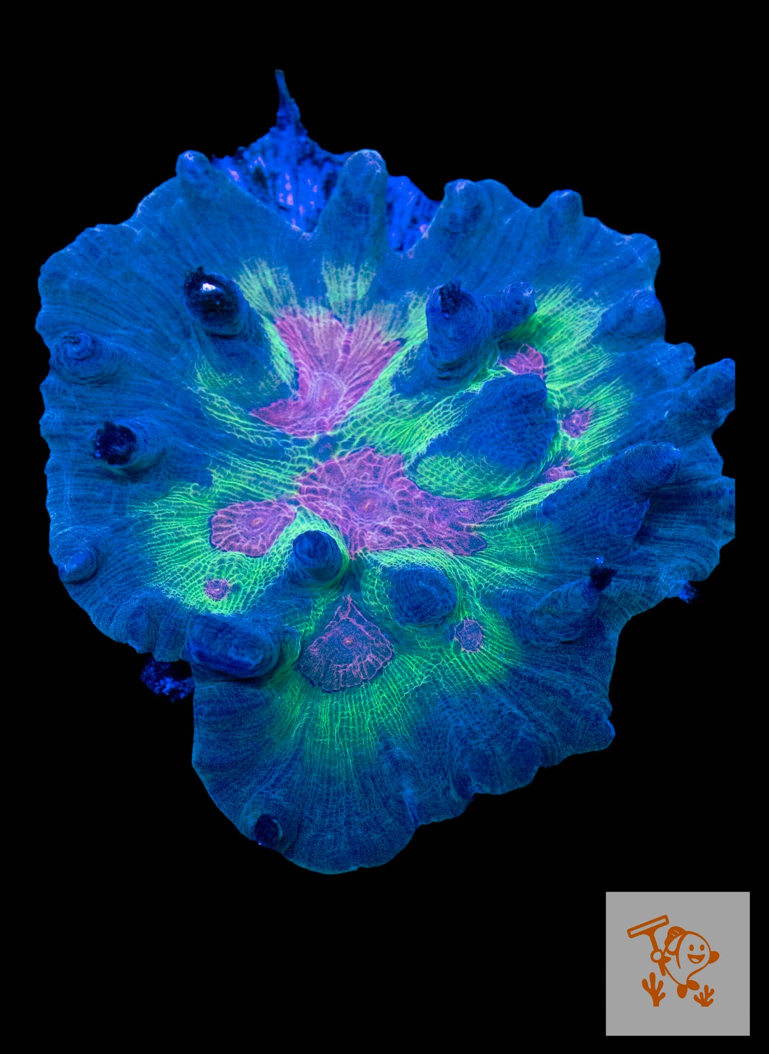 A21 - Rainbow Pectinia image 0