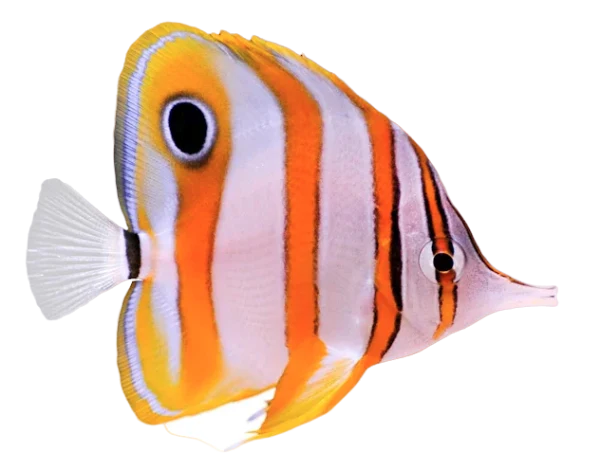 Copperband Butterfly s image 0