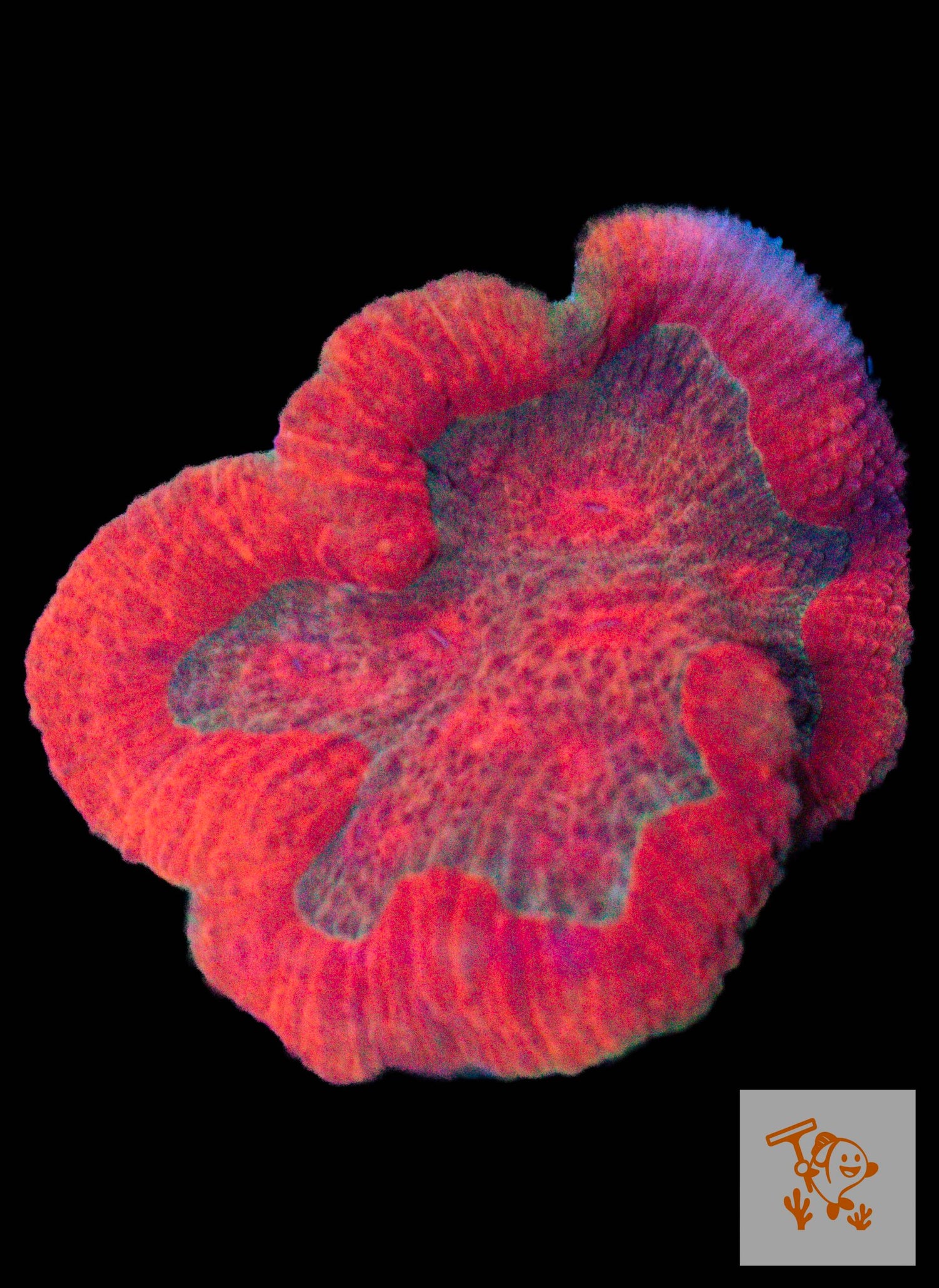 A46 - Red Wellsophyllia Colony image 0