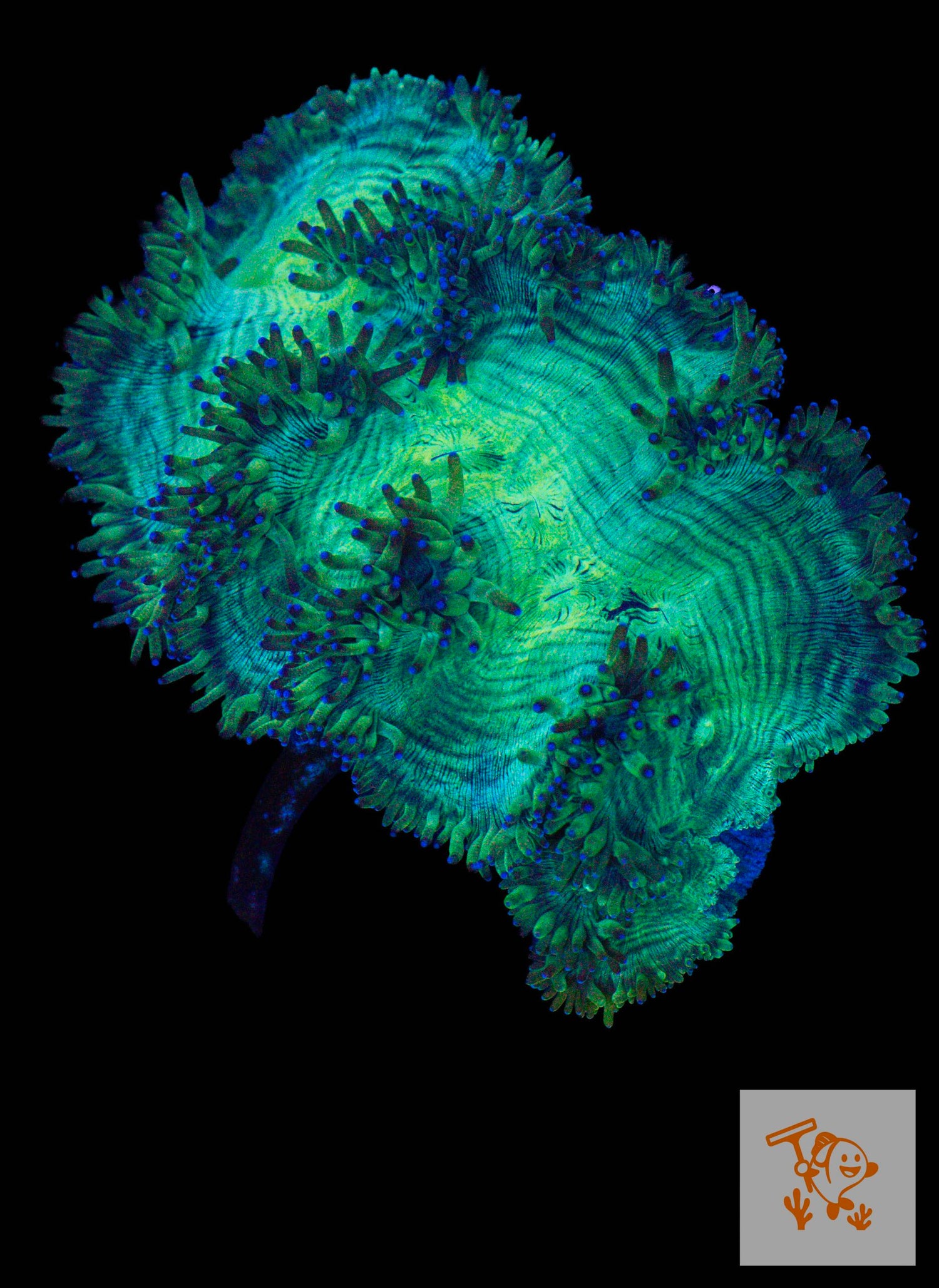 B42 - Elegance Coral with Blue Tips (XL) image 0