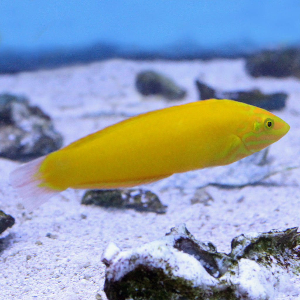 Yellow Wrasse