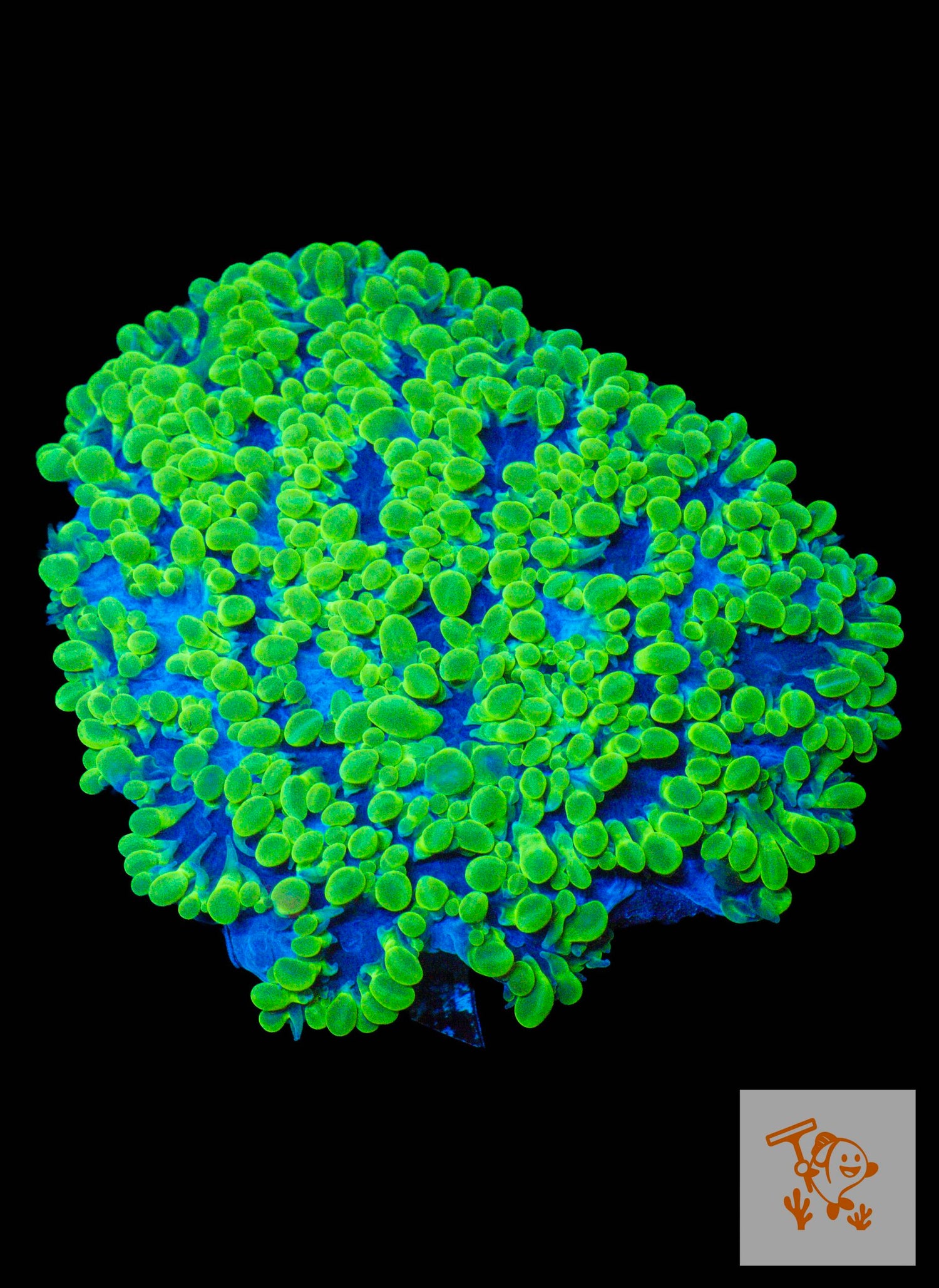 A49 - Neon Green Pearl Bubble Colony image 0