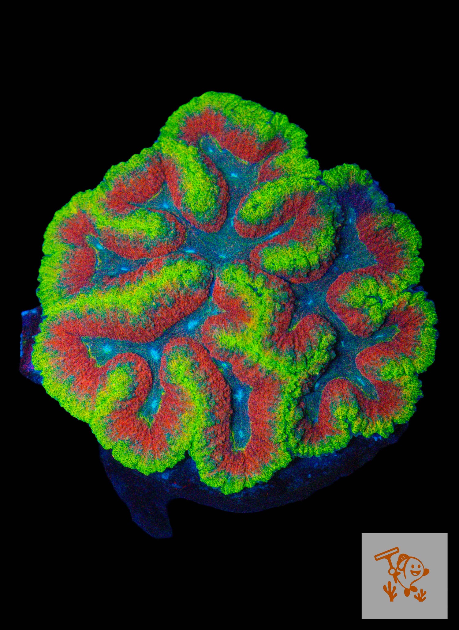 A47 - Rainbow Symphyllia Colony image 0