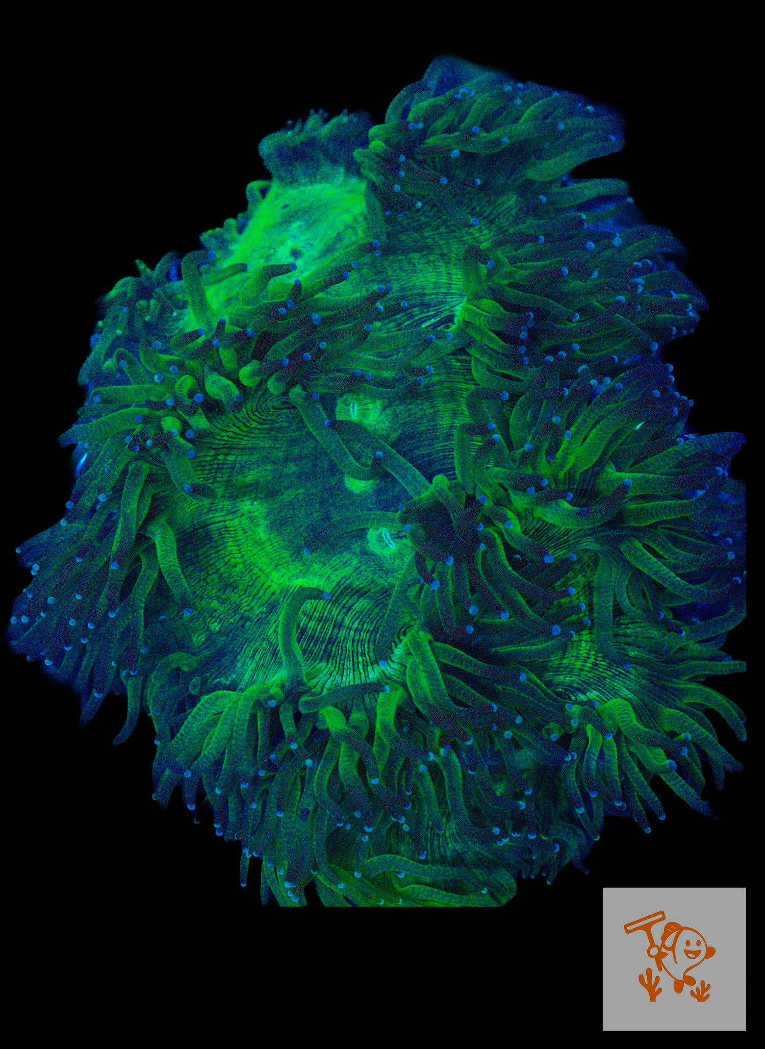 A45 - Elegance Coral with Blue tips (XL) image 0