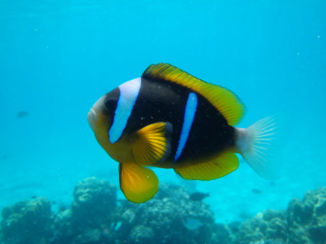 Allard Clownfish (M) image 0
