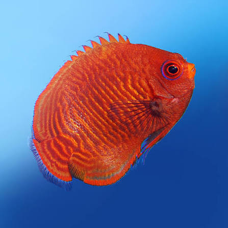 Golden Angelfish (Rare)