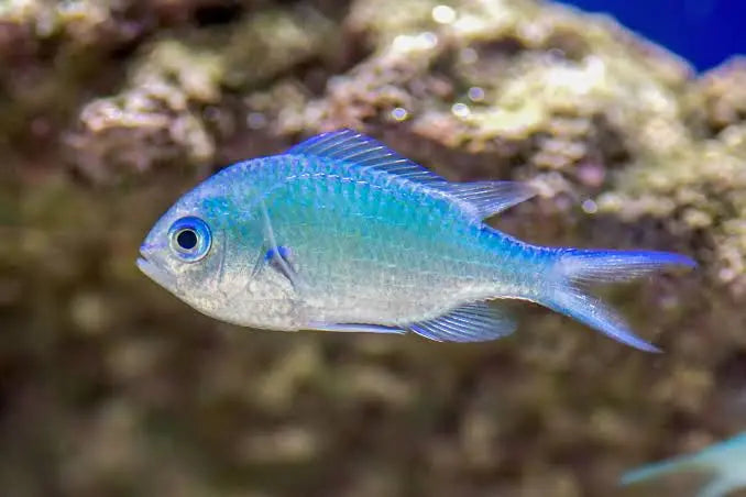 Blue-green Chromis (SALE 3 for $49.99)