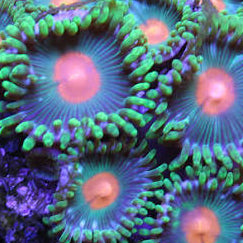 Green Gorilla Nipple Zoas
