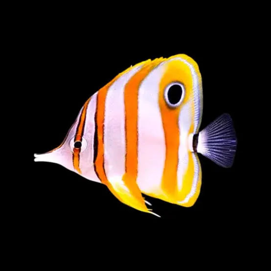 Copperband butterflyfish (Medium-Large - SALE)