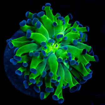 Hulk Frogspawn