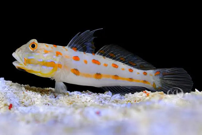 Diamond Goby