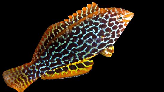 Leopard Wrasse