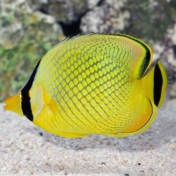 Rafflesi Butterfly