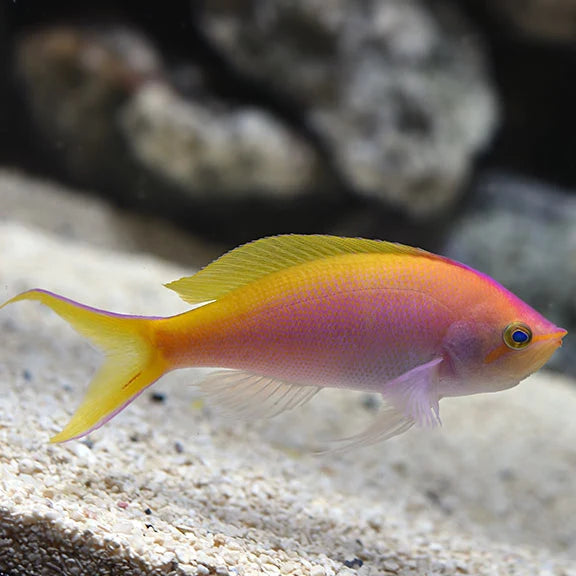 Basslet Anthias