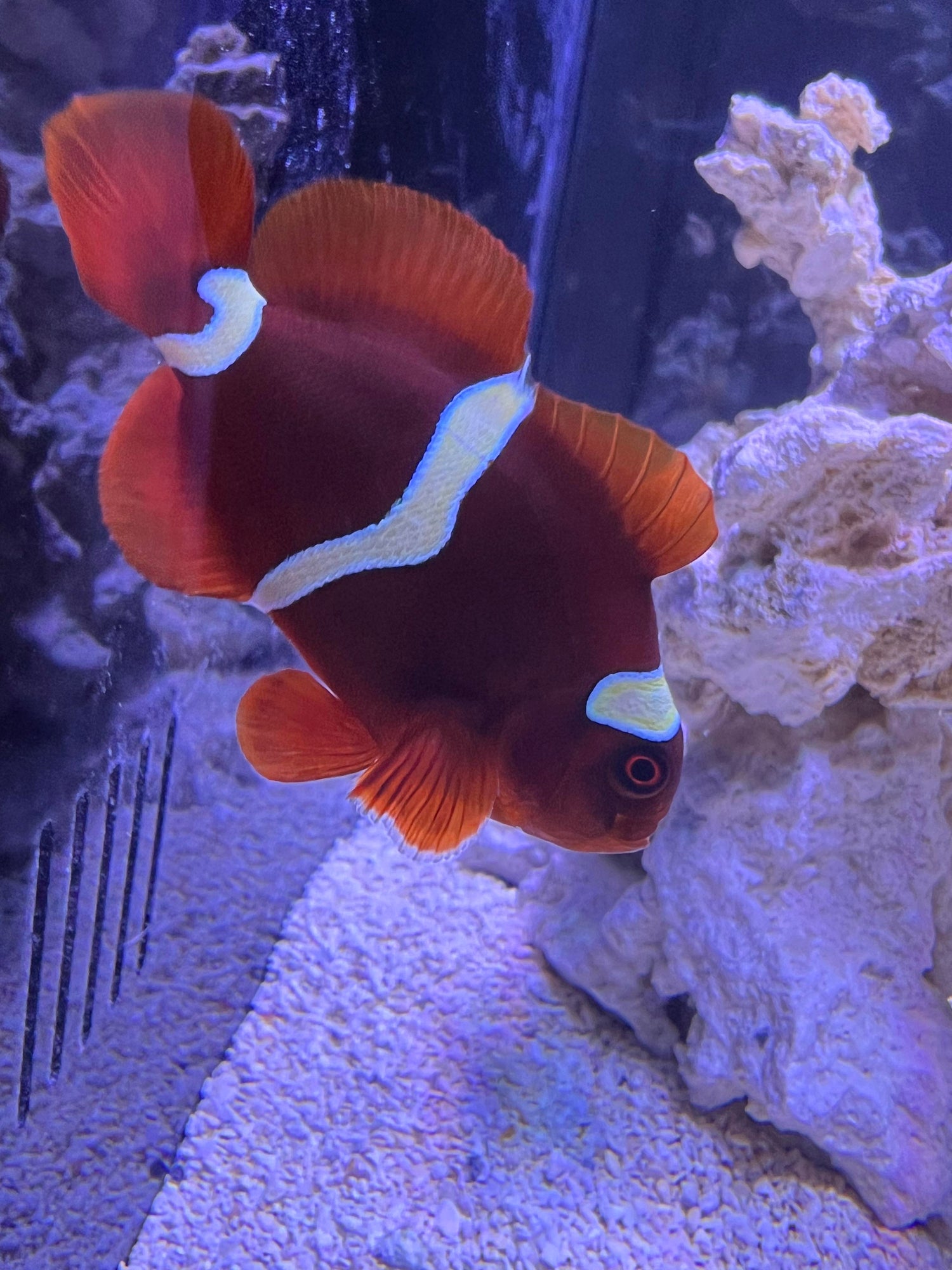 Maroon Clownfish