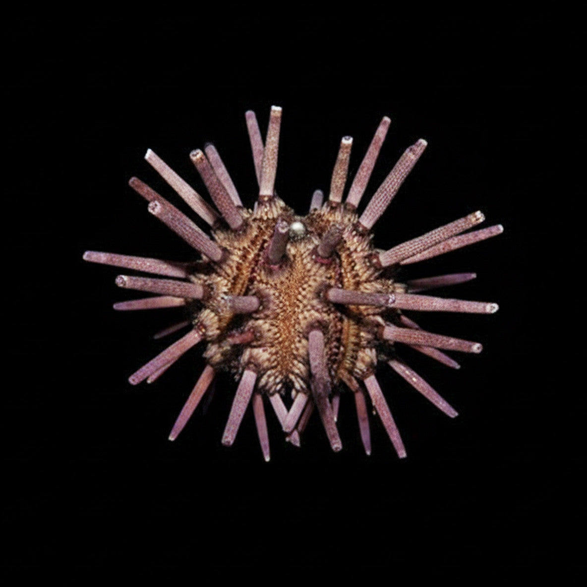 Pencil Urchins