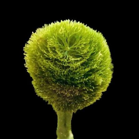 Pom Pom Macro Algae