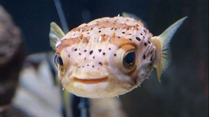 Porcupine Puffer