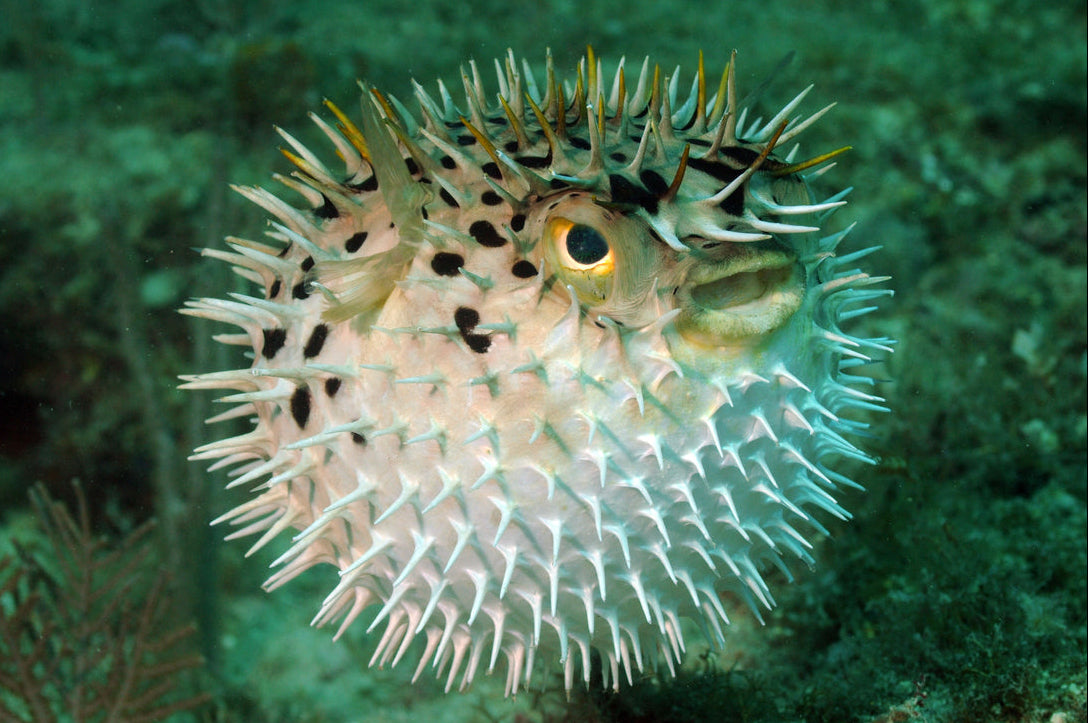 Porcupine Puffer
