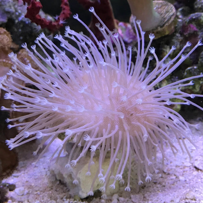Weeping Willow Leather Coral (Rare)