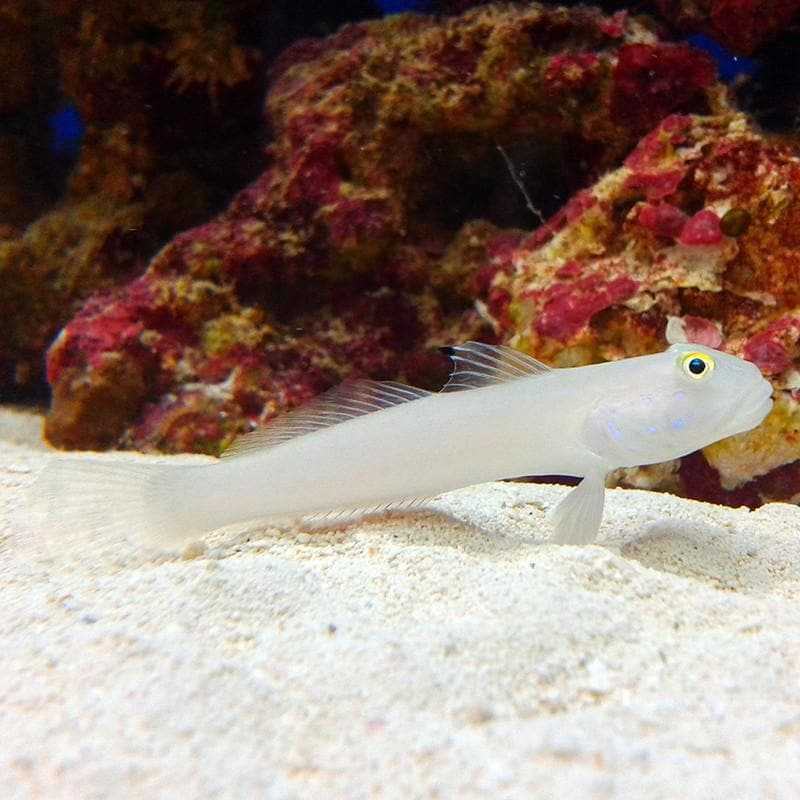 Albino Six-Spot Goby