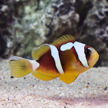 Spotcinctus Clownfish (Captive Bred)