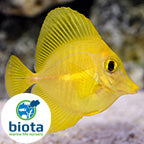 Yellow Tang Captive Bred Biota
