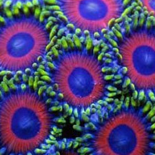 Watermelon Zoas