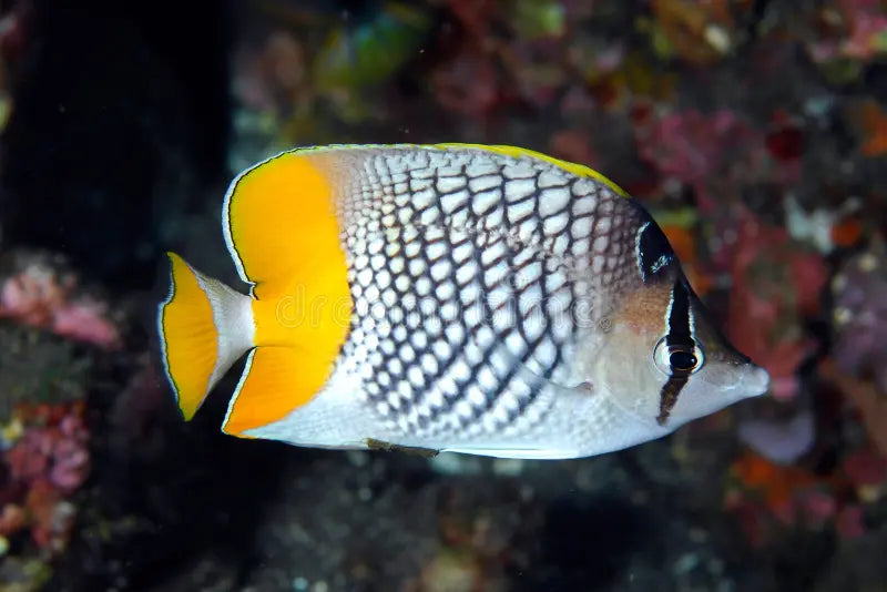 Yellowtail Butterfly