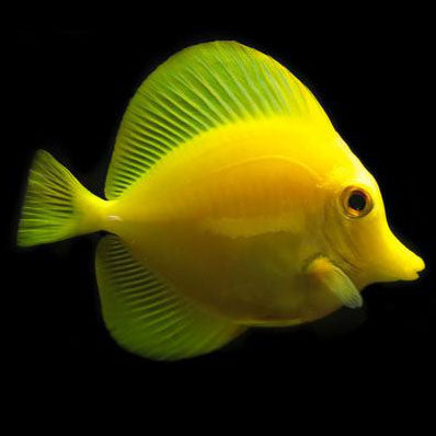 Yellow Tang