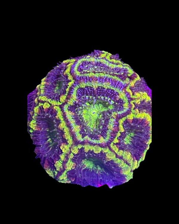 Acan coral