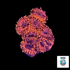 Utter Chaos Zoa