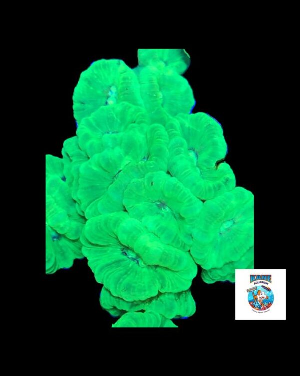 Neon green candy cane