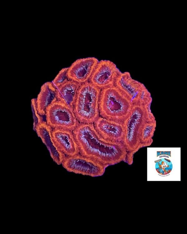 Red Acan