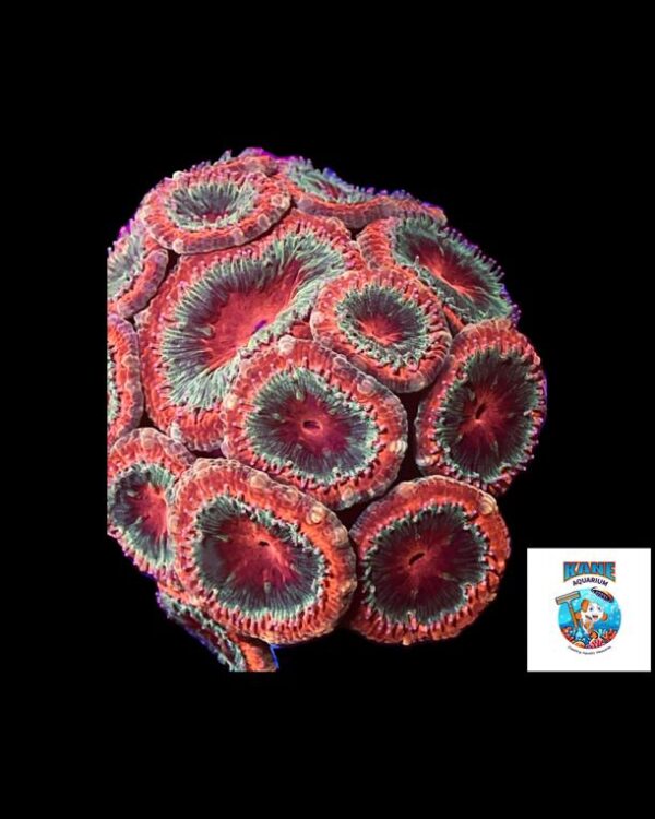 Red/green Acan