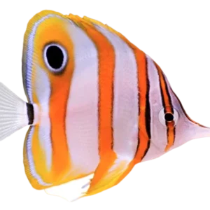 Copperband Butterfly S