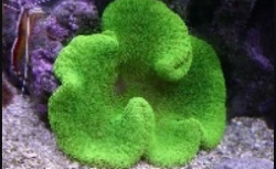 Carpet Anemone - Ultra Neon Green