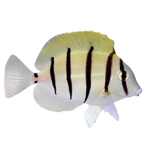 Convict Tang S