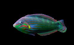 Melanurus Wrasse L