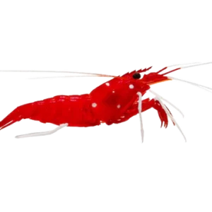 Blood Fire Shrimp S