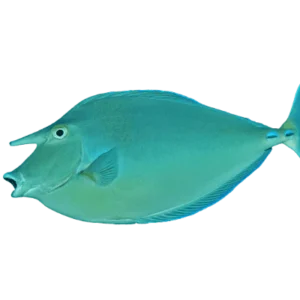 Bluelips Unicorn Tang M