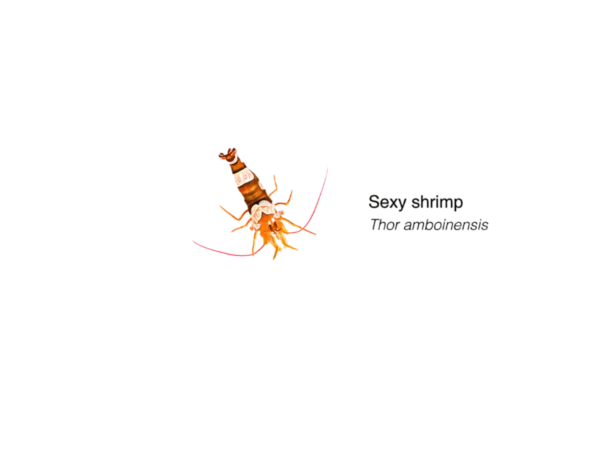 Sexy Shrimp