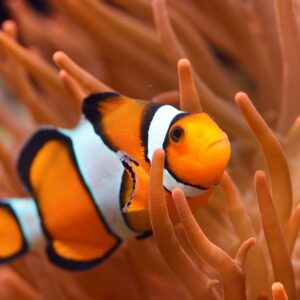 Black Line Percula Clownfish (M)