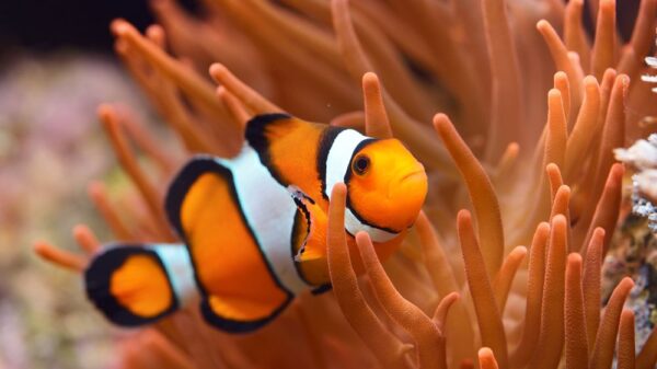 Black Line Percula Clownfish (M)