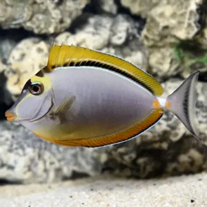 Blonde Naso Tang S