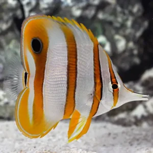 Copperband Butterfly M