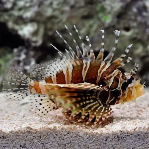 Dwarf Zebra Lionfish S