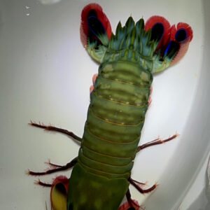 Harlequin Mantis Shrimp M