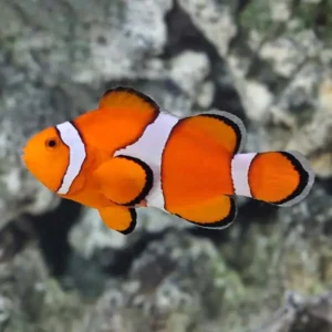 Ocellaris Clownfish (S)